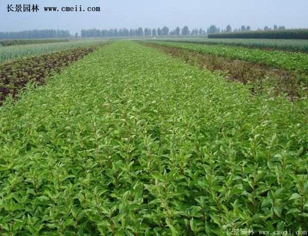 紅瑞木產(chǎn)地 紅瑞木產(chǎn)地