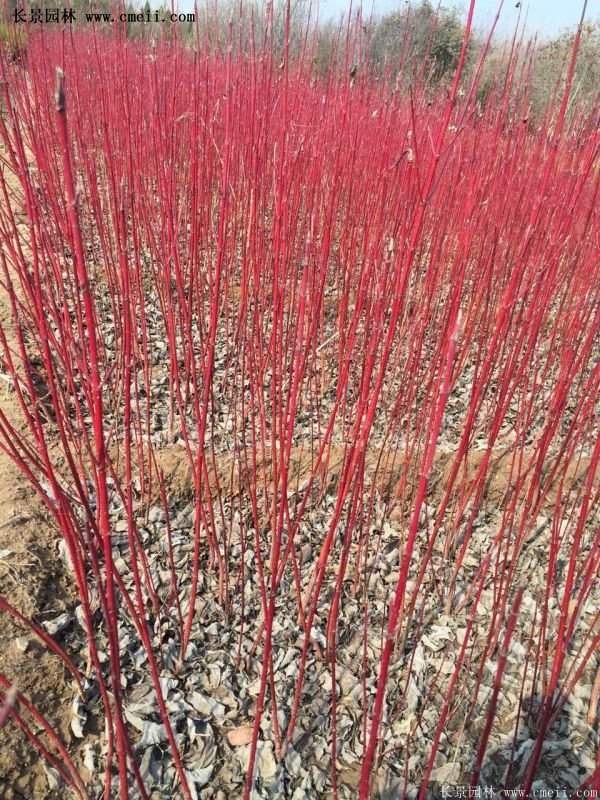 沭陽紅瑞木 沭陽紅瑞木