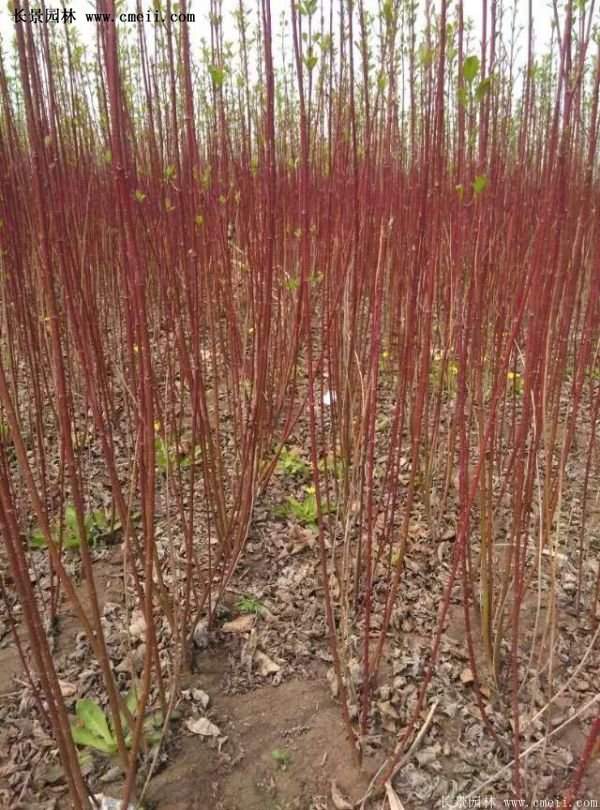 紅瑞木價格 紅瑞木價格