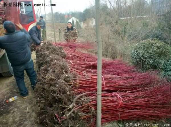 紅瑞木產地 紅瑞木產地