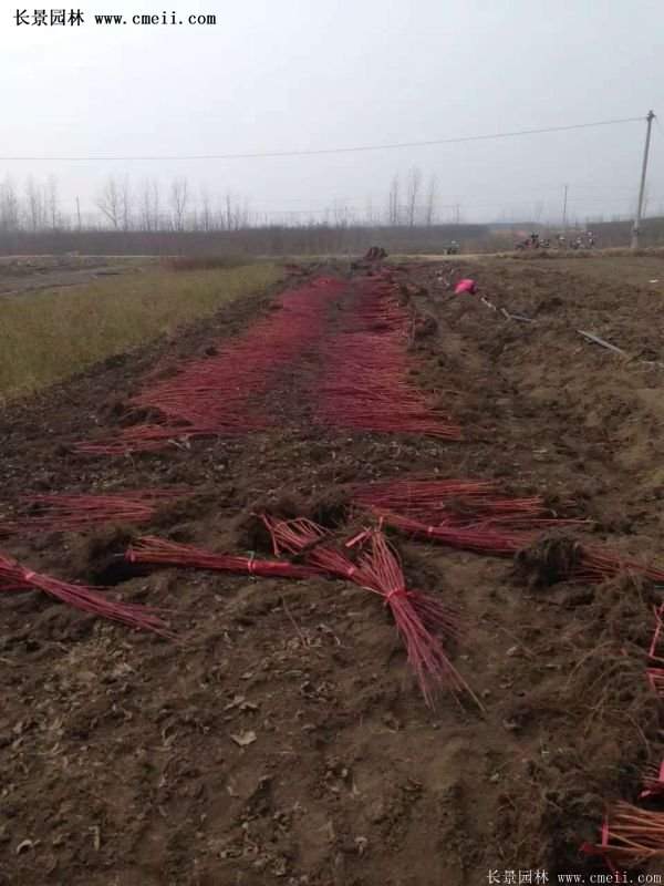 沭陽紅瑞木 沭陽紅瑞木