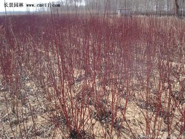 沭陽紅瑞木 沭陽紅瑞木