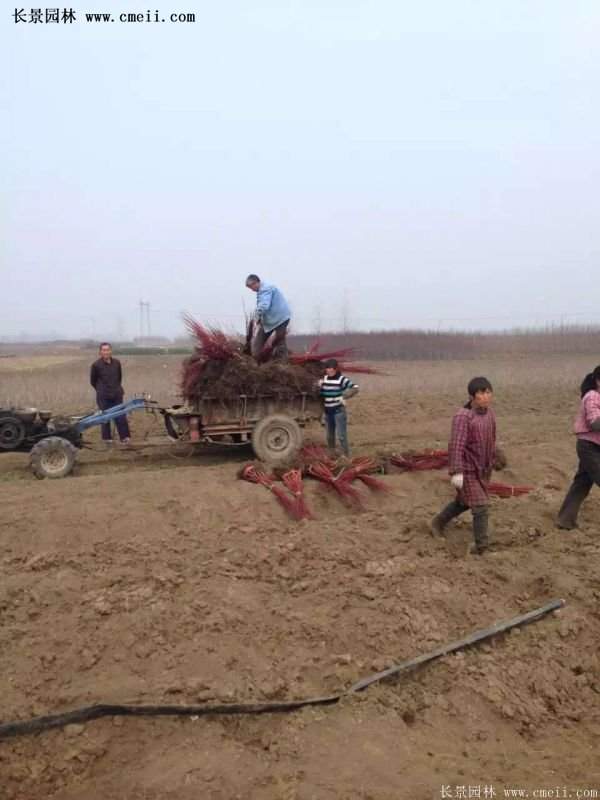 沭陽紅瑞木 沭陽紅瑞木