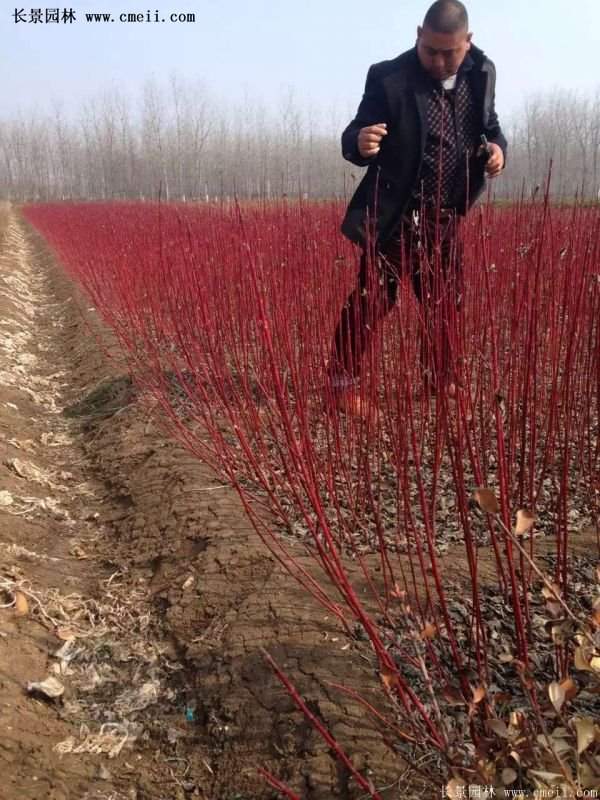 沭陽紅瑞木 沭陽紅瑞木