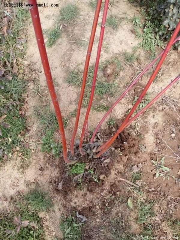 沭陽紅瑞木 沭陽紅瑞木