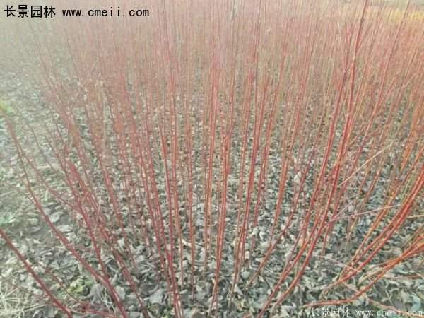 沭陽(yáng)紅瑞木價(jià)格 沭陽(yáng)紅瑞木價(jià)格