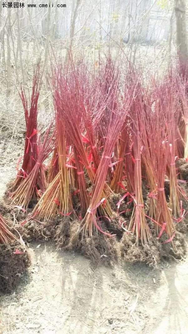 紅瑞木規(guī)格