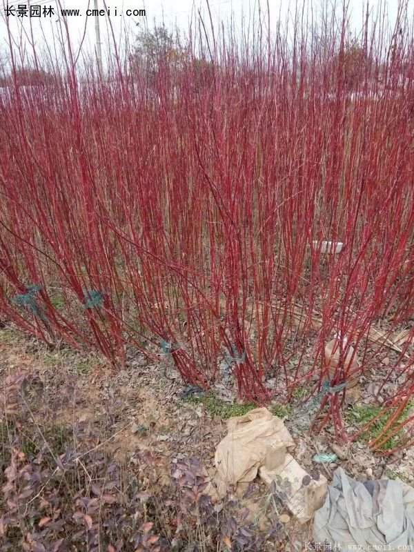 紅瑞木規(guī)格