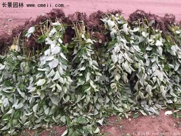 沭陽特價紅瑞木苗