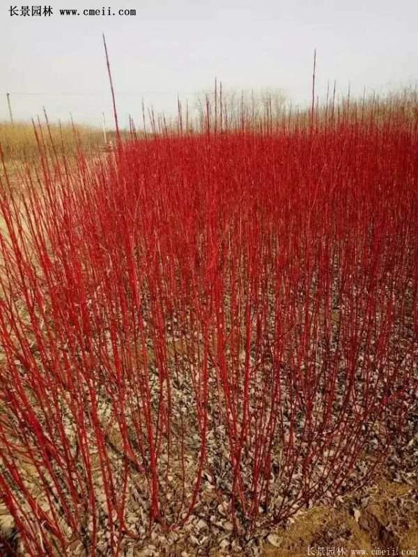 紅瑞木 黃瑞木 紅瑞木 黃瑞木