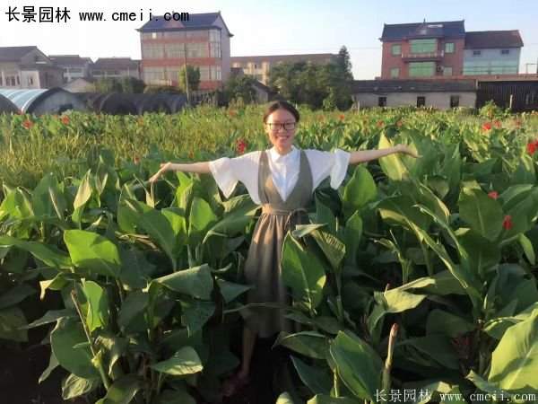 低價(jià)格，高質(zhì)量的美人蕉