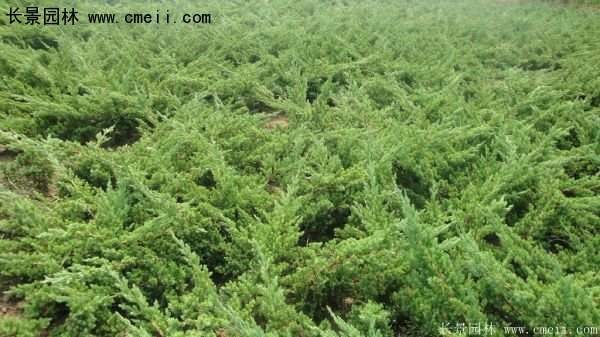 沭陽地柏苗 沭陽地柏苗