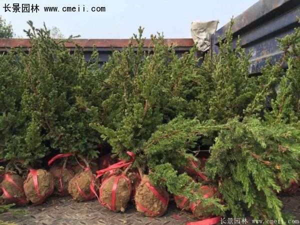 沭陽的鋪地柏 沭陽的鋪地柏