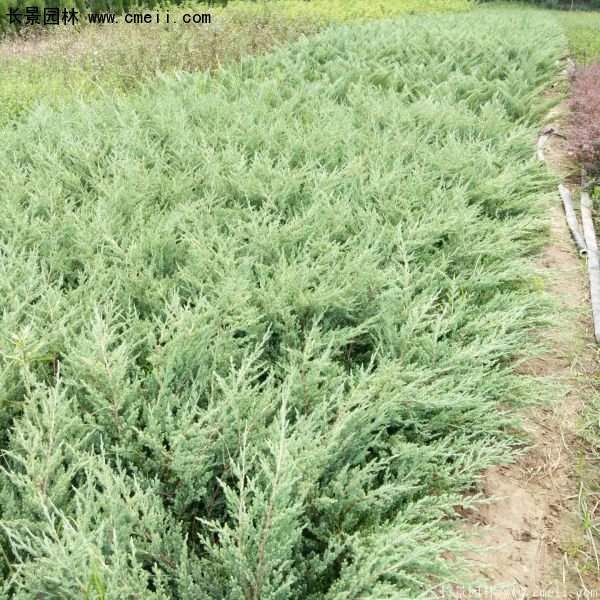 沭陽的鋪地柏 沭陽的鋪地柏