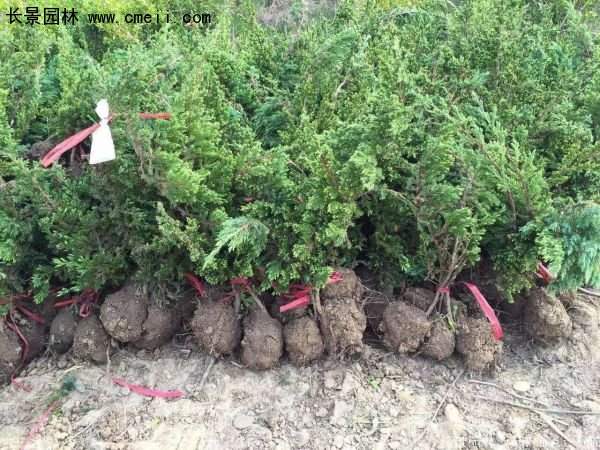 沭陽30-80冠幅地柏苗 沭陽30-80冠幅地柏苗