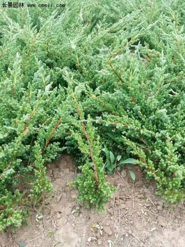 沭陽30-80冠幅地柏苗 沭陽30-80冠幅地柏苗