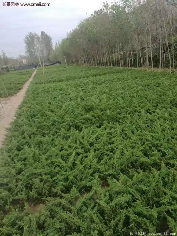 沭陽(yáng)的地柏基地 沭陽(yáng)的地柏基地