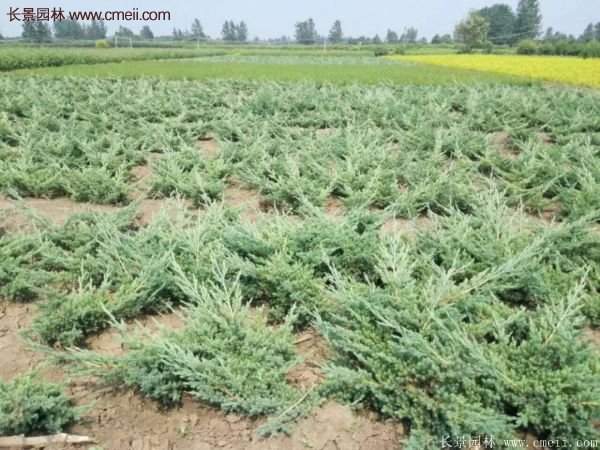 地柏價格 地柏價格