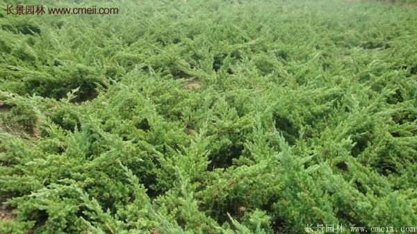 地柏的種植 地柏的種植