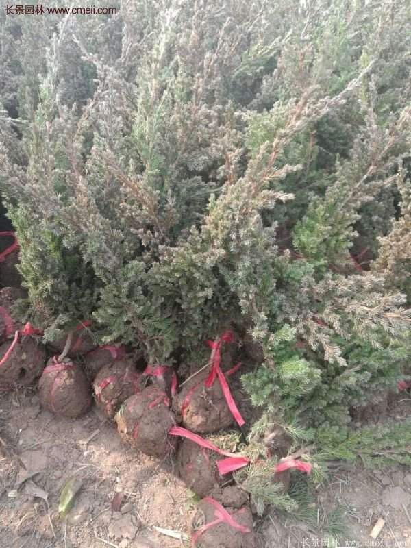 沭陽地柏的優(yōu)勢