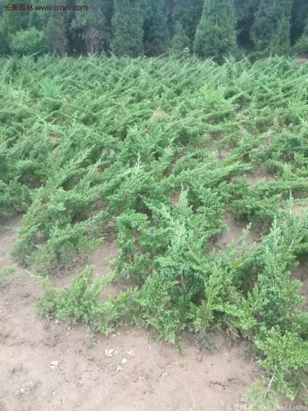 沭陽地柏的優(yōu)勢