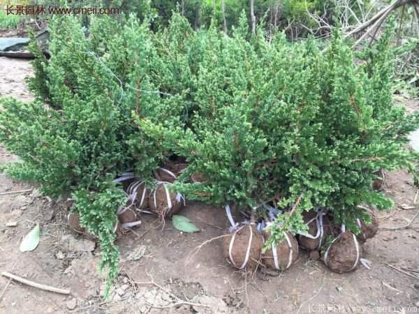 沭陽地柏苗的價格