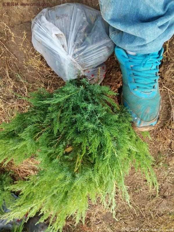 沙地柏繁殖 沙地柏繁殖