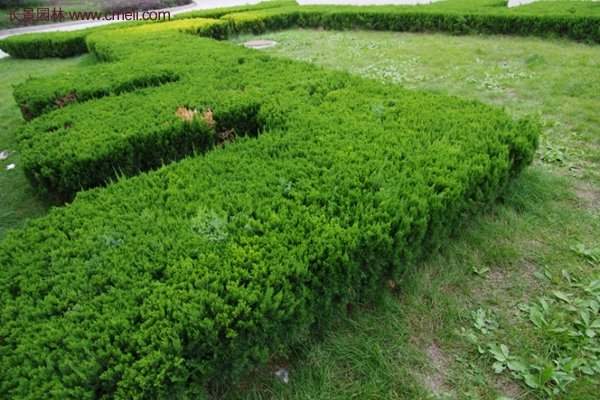 沭陽沙地柏 沭陽沙地柏