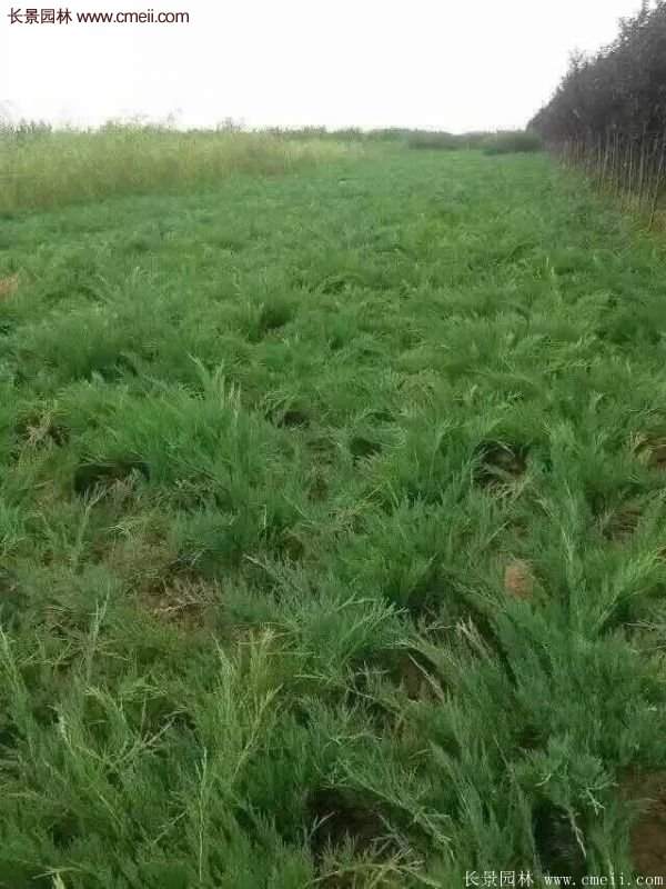 沭陽沙地柏 沭陽沙地柏