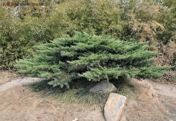 沙地柏的行情 沙地柏的行情