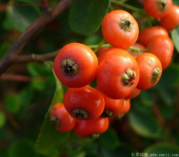 沭陽火棘苗 沭陽火棘苗