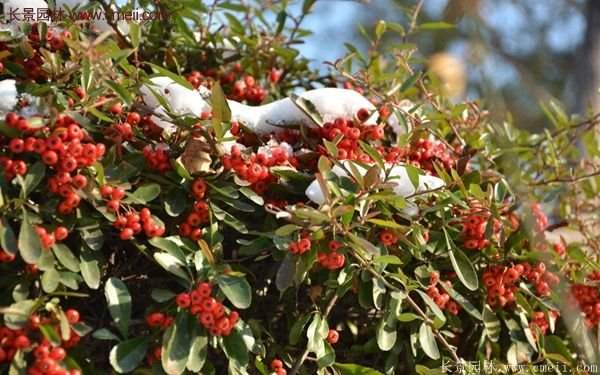 沭陽火棘的標準 沭陽火棘的標準