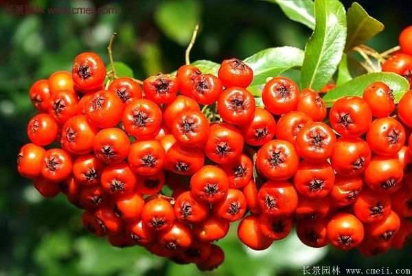 沭陽的火棘 沭陽的火棘