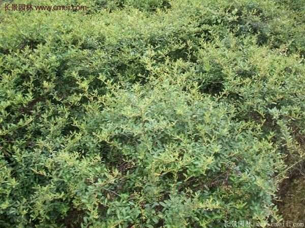 沭陽的火棘 沭陽的火棘