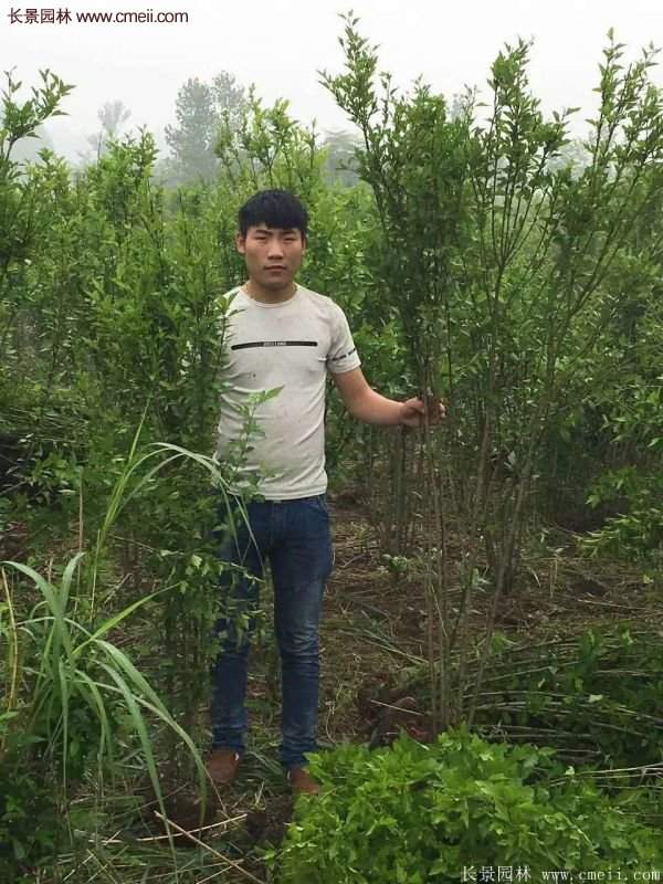 優質木槿花樹苗