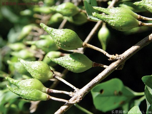 連翹種植 連翹種植