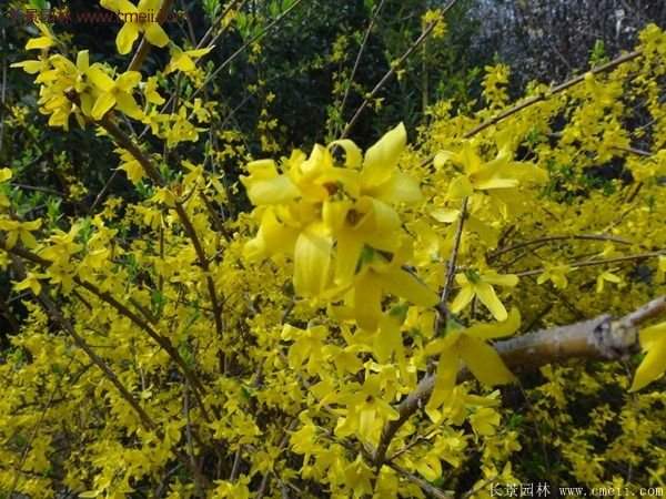連翹種植 連翹種植