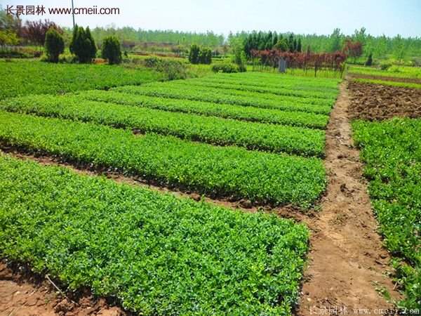 沭陽低價連翹苗 沭陽低價連翹苗