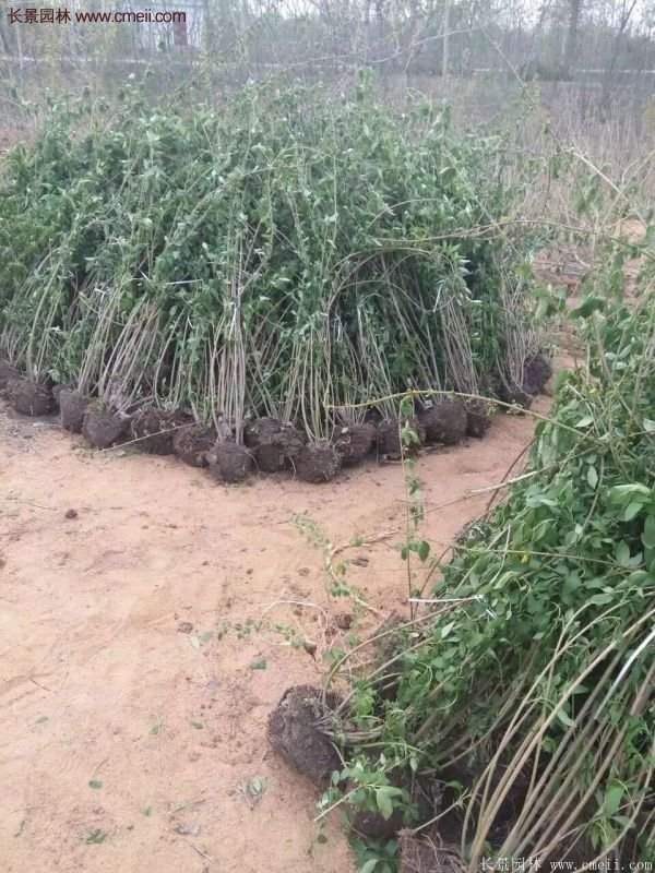 沭陽低價連翹苗 沭陽低價連翹苗