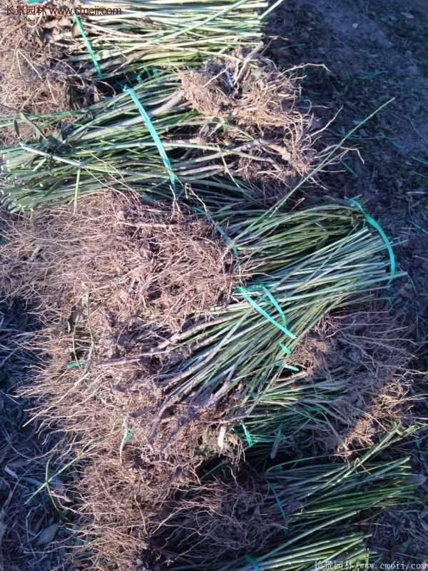 沭陽連翹苗供應 沭陽連翹苗供應