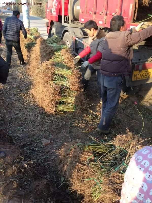 沭陽連翹苗供應 沭陽連翹苗供應