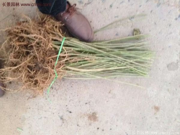 沭陽連翹苗供應 沭陽連翹苗供應