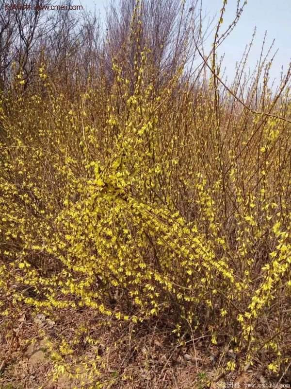 沭陽連翹苗供應 沭陽連翹苗供應