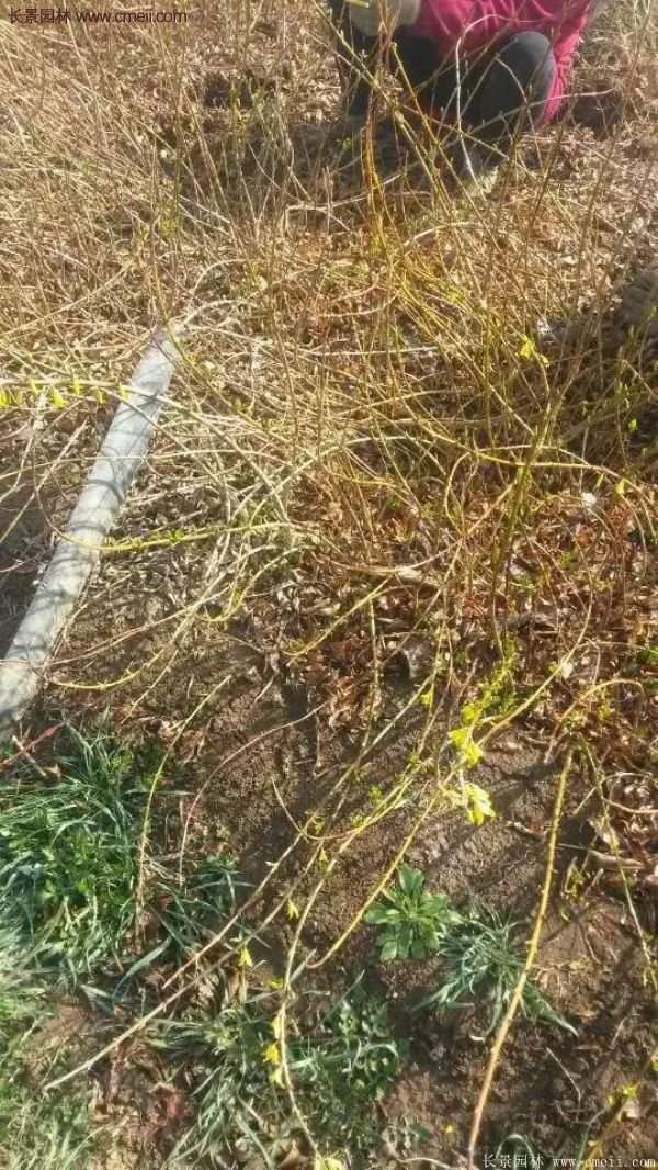 沭陽連翹苗 沭陽連翹苗