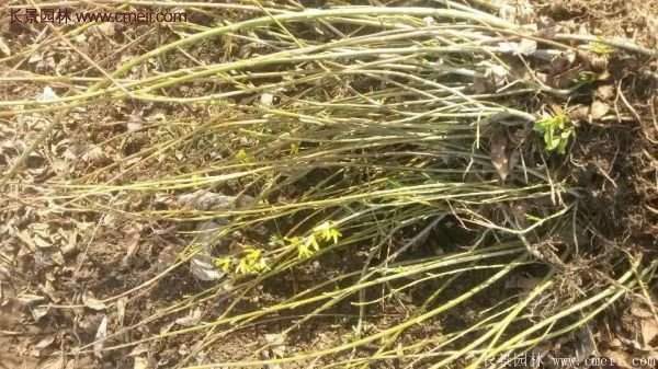 沭陽連翹苗 沭陽連翹苗