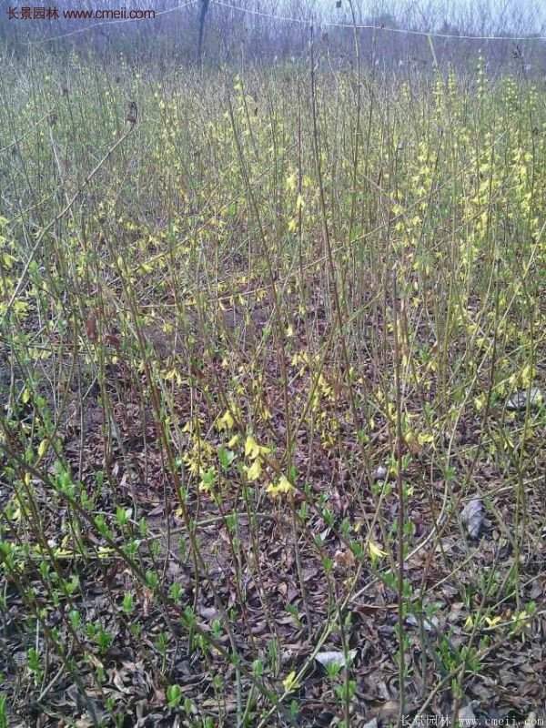 沭陽連翹苗 沭陽連翹苗