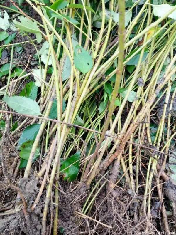 沭陽大連翹 沭陽大連翹