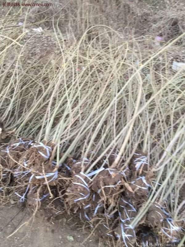 沭陽連翹基地 沭陽連翹基地