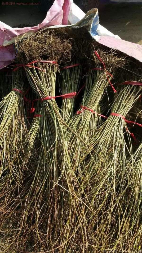 沭陽連翹基地 沭陽連翹基地