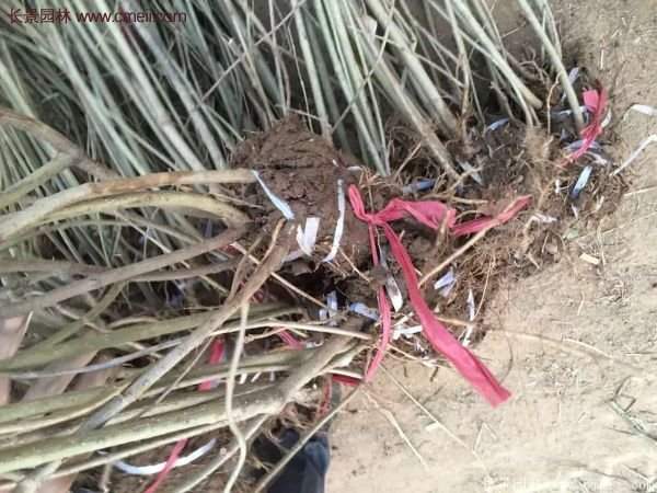 沭陽連翹基地 沭陽連翹基地